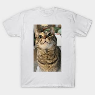 Cat Curiosity T-Shirt